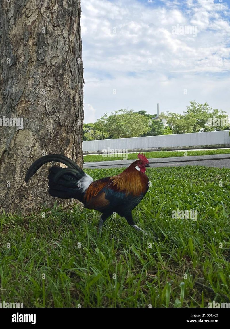 Spain - chicken road online
